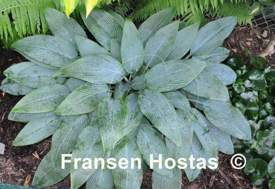 Hosta Blue Tooth
