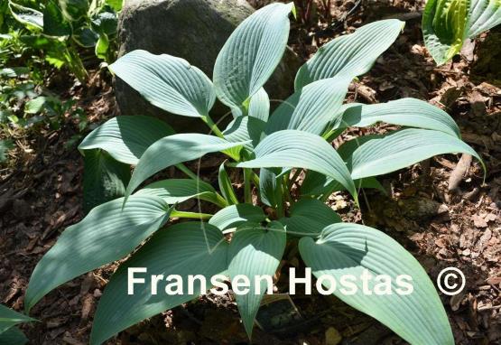 Hosta Blue Tooth