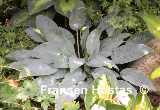 Hosta Blue Tooth