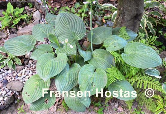 Hosta Blue Veil