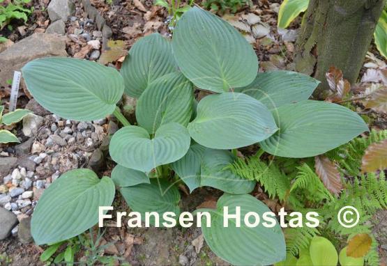 Hosta Blue Veil