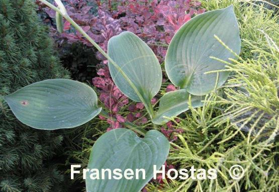 Hosta Blue Vision