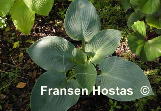 Hosta Blue Vision
