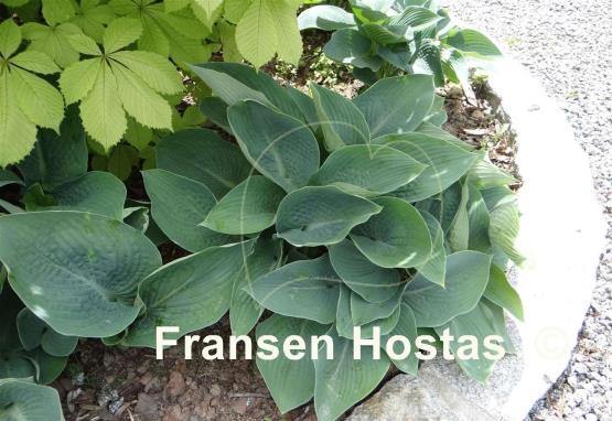 Hosta Blue Vision