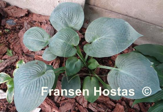 Hosta Blue Vision