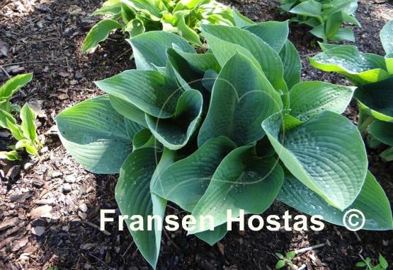 Hosta Blue Vision