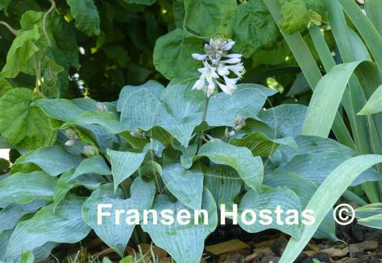 Hosta Blue Wedgwood