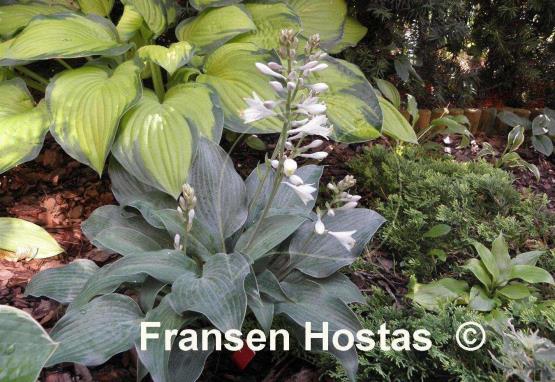 Hosta Blue Wedgwood