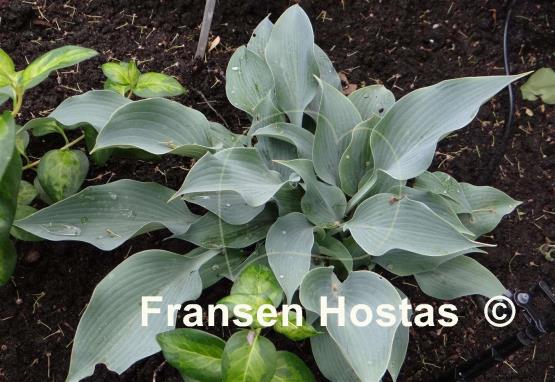 Hosta Blue Wedgwood