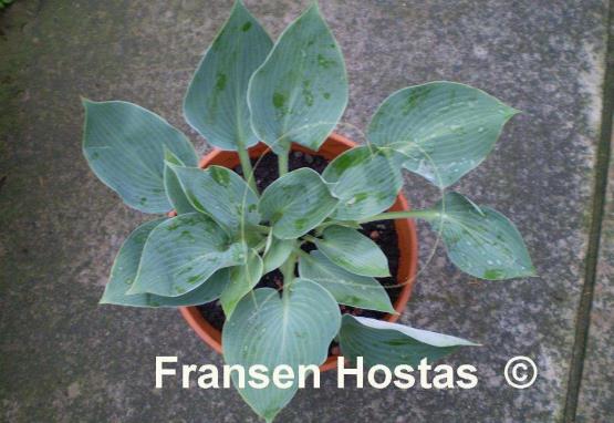 Hosta Blue Wedgwood