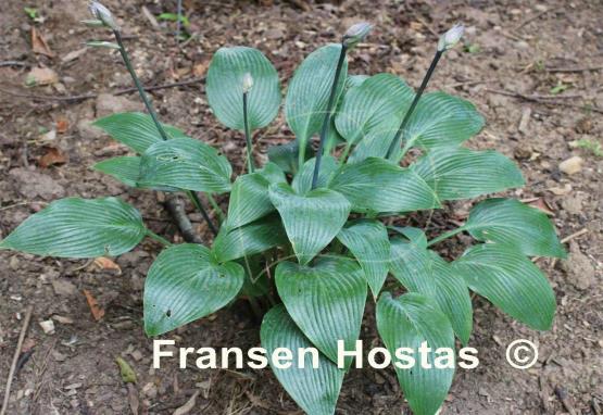 Hosta Blue Whirls