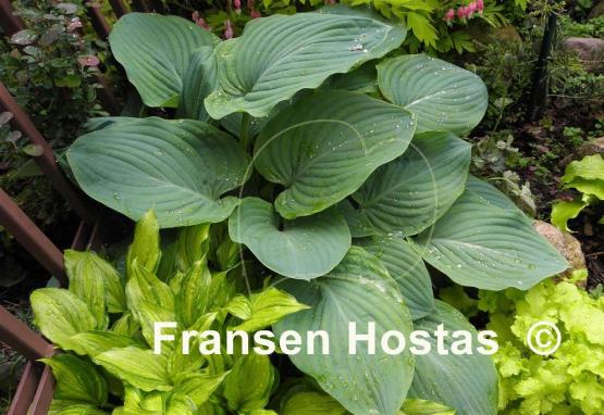 Hosta Blue Wu
