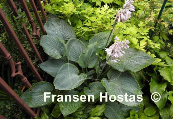 Hosta Blue Wu