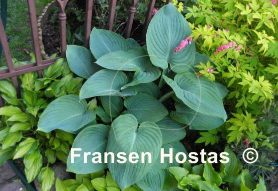 Hosta Blue Wu