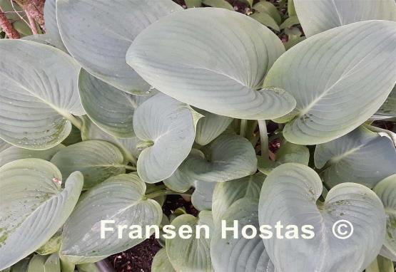 Hosta Blue Wu