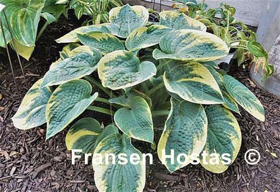 Hosta Blueberries and Cream