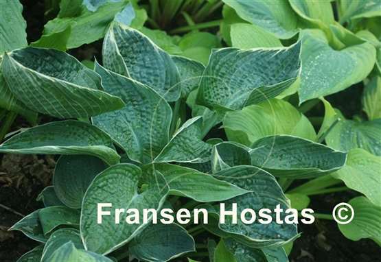 Hosta Blueberry Ala Mode