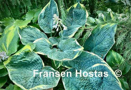 Hosta Blueberry Ala Mode