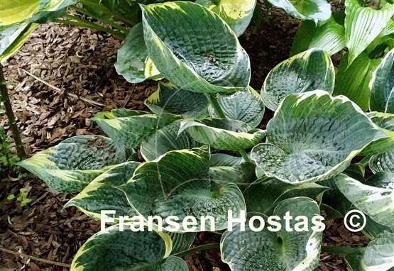 Hosta Blueberry Ala Mode