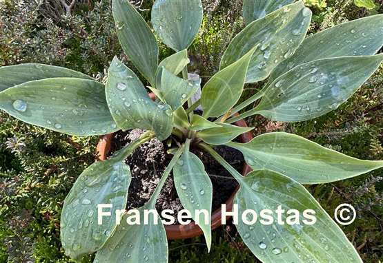 Hosta Blueberry Crumble