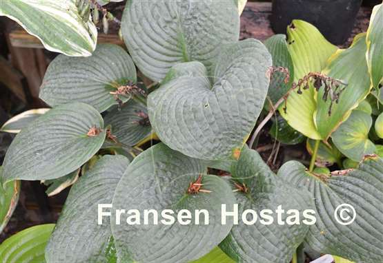 Hosta Blueberry Muffin