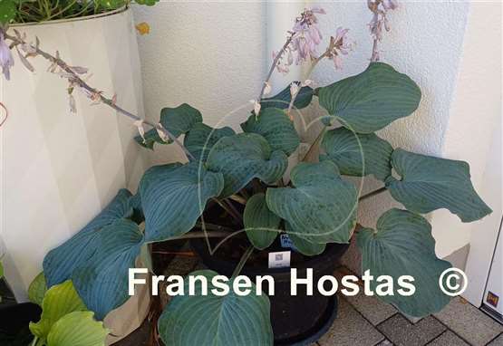 Hosta Blueberry Muffin