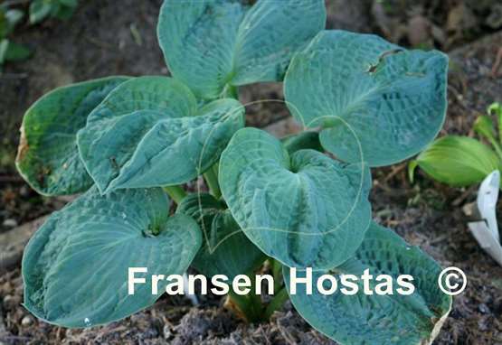 Hosta Blueberry Waffles
