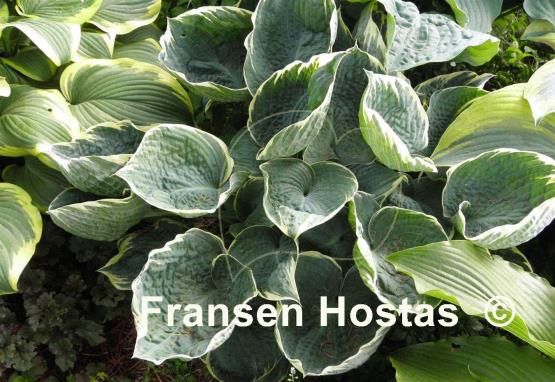Hosta Blueberry Ala Mode