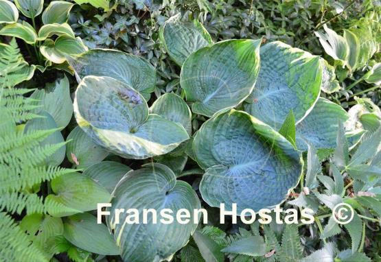 Hosta Blueberry Ala Mode