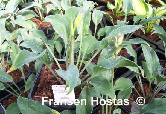 Hosta Blueberry Cobbler