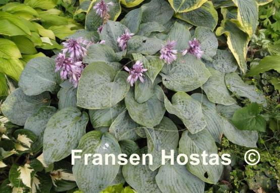 Hosta Blueberry Muffin