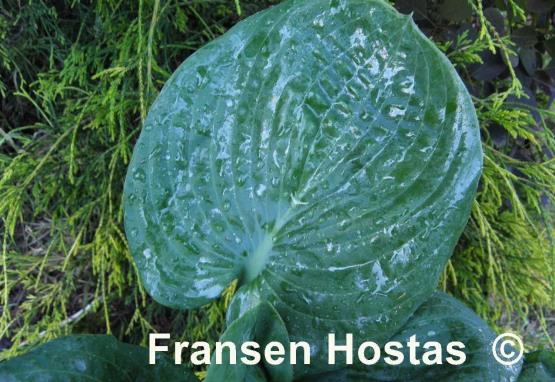 Hosta Blueberry Waffles