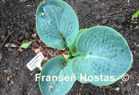 Hosta Blueberry Waffles