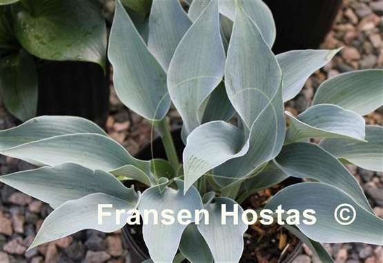 Hosta Bluebird of Happiness