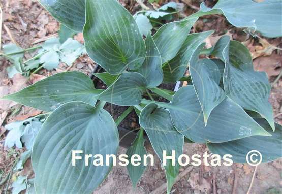 Hosta Bluetini