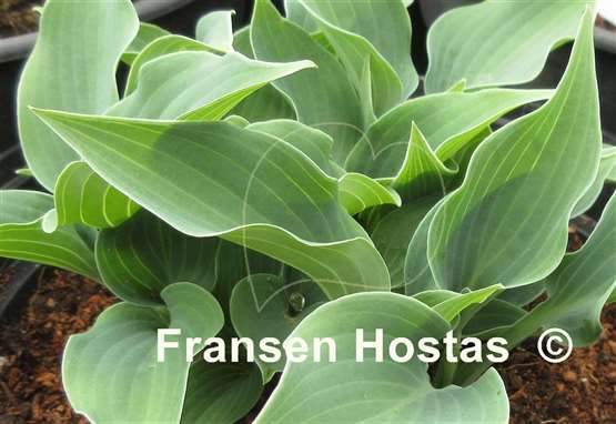 Hosta Bluetini