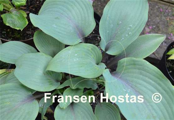 Hosta Blushing Blue