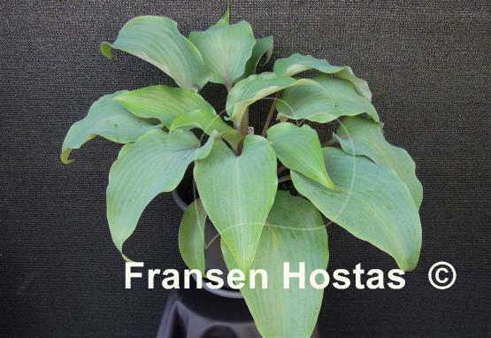 Hosta Blushing Blue