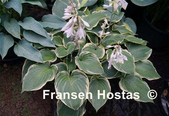 Hosta Bob Deane