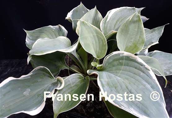 Hosta Bob Deane