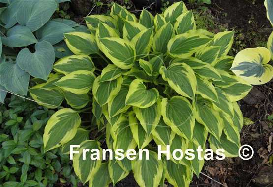 Hosta Bob Olson