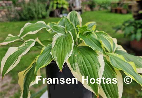 Hosta Bob Olson 