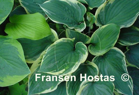 Hosta Bob Deane