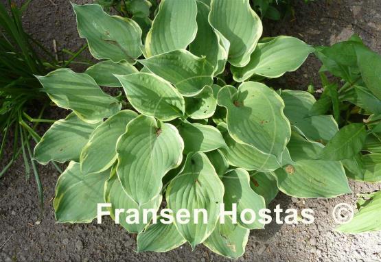 Hosta Bob Deane