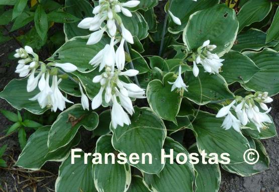 Hosta Bob Deane