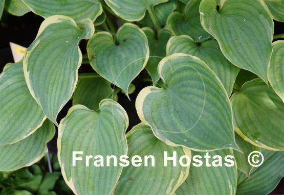 Hosta Bob Deane