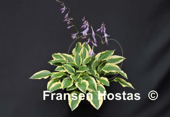 Hosta Bob Olson