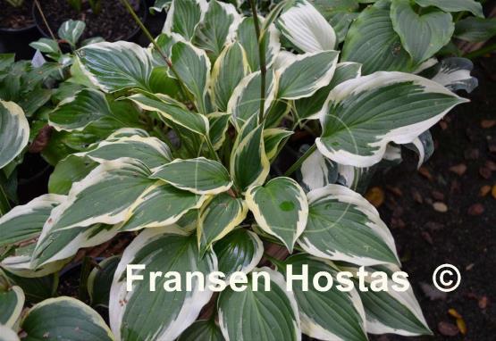 Hosta Bob Olson