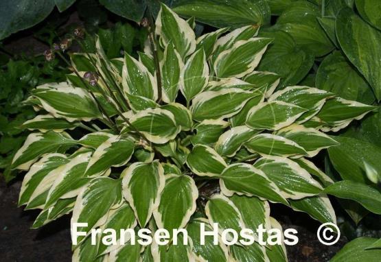 Hosta Bob Olson