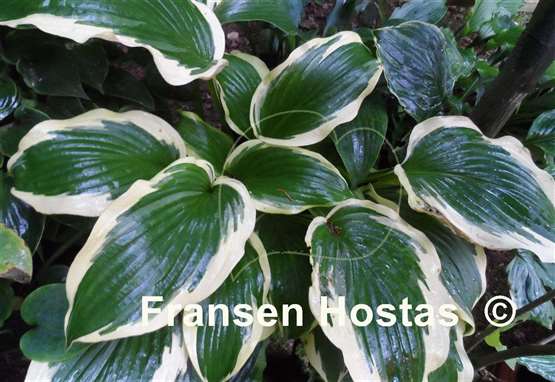 Hosta Bobbie Sue